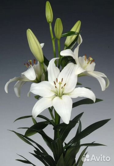 Букет ландышей, пионов, гладиолусов, хризантем