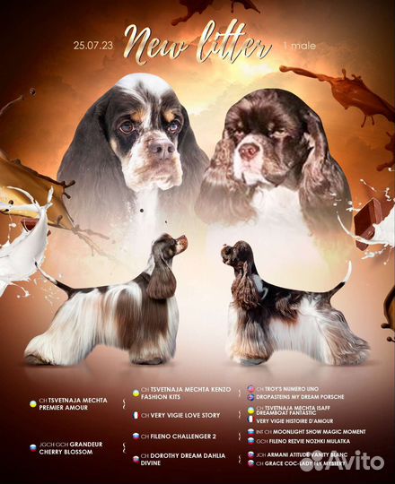 Щенки кокер спаниеля