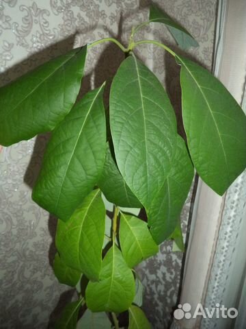 Авокадо Фуэрте