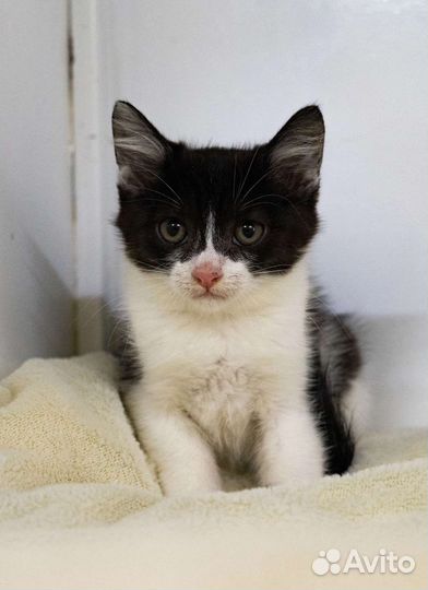 Кошки в добрые руки бесплатно