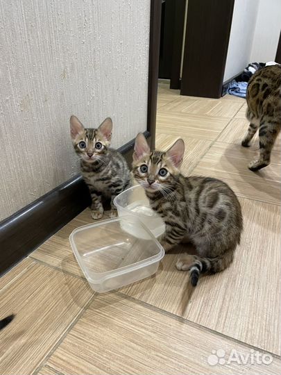 Бенгальские котята