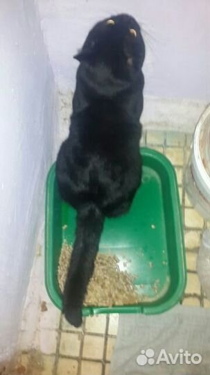 Наполнитель туалета для кошек, котов, грызунов пел