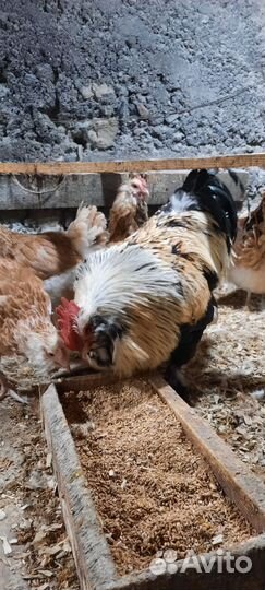 Домашняя птица