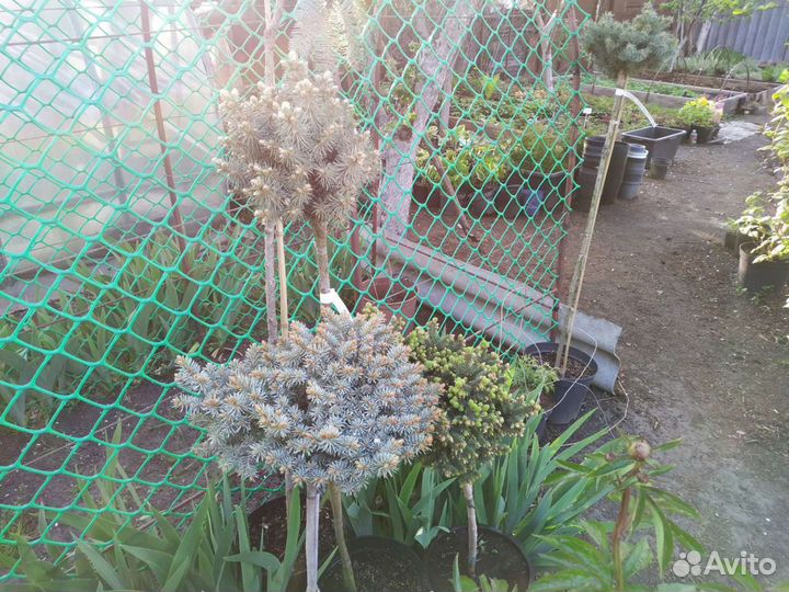 Растения на штамбе