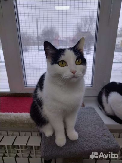 Кошечка Звездочка