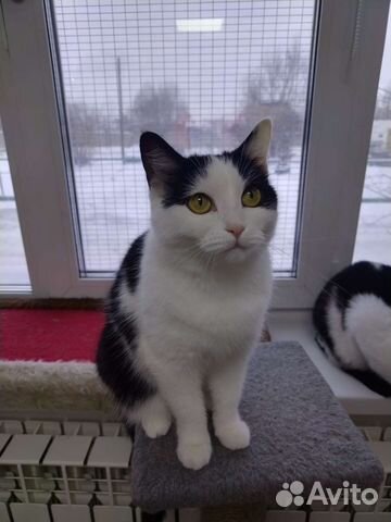 Кошечка Звездочка