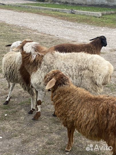 Овцы бараны ягнята