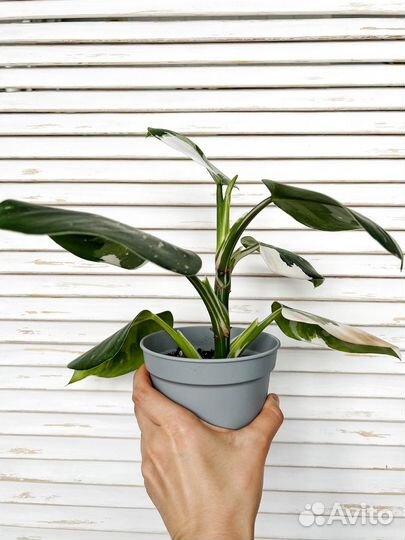 Филодендрон white wizard