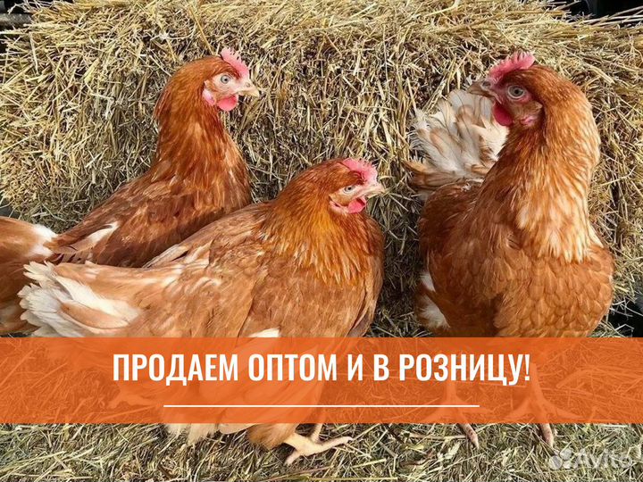 Куры несушки молодки