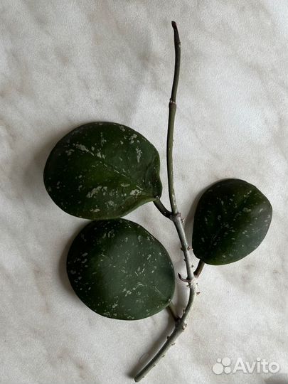 Хойи сортовые