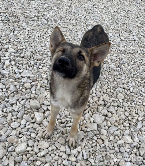 Собака Соня