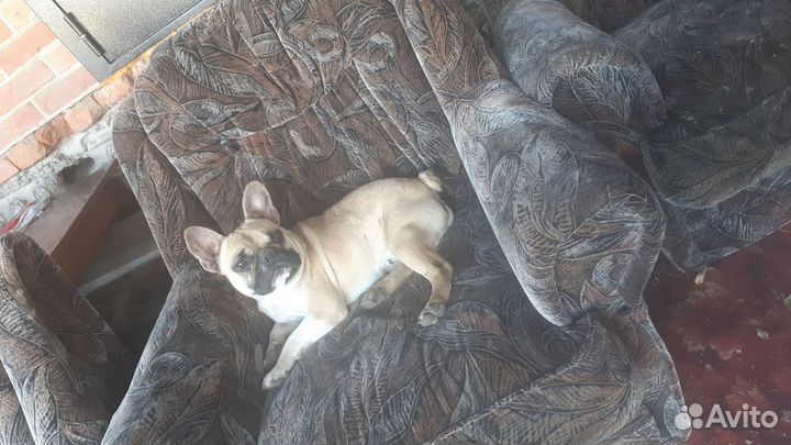 Отдам в добрые руки