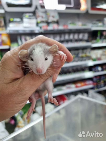 Крысята крысы дамбо