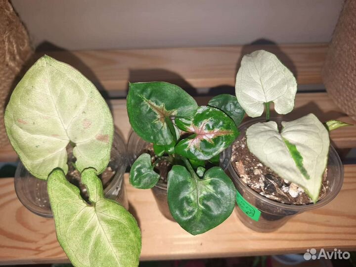 Сингониум набор