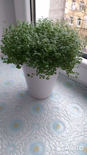 Солейролия (гелксина)