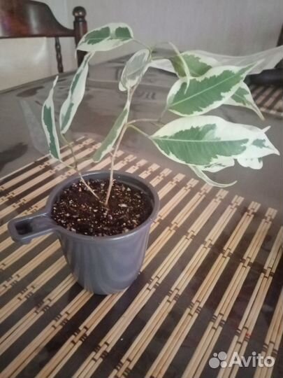 Фикус бенджамина пестролистный