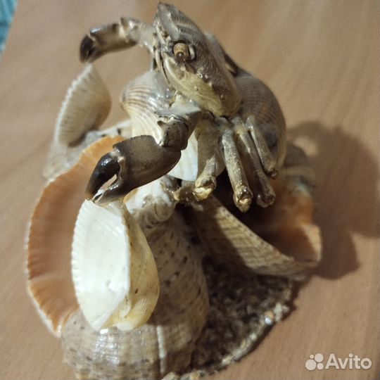 Поделка из ракушек