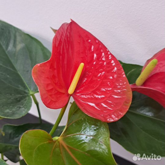 Комнатные цветы антуриум