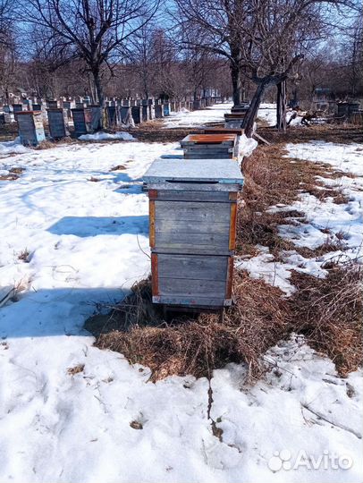 Улья пчелиные