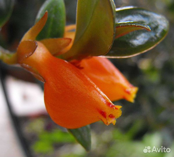 Нематантус