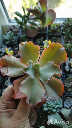 Суккуленты