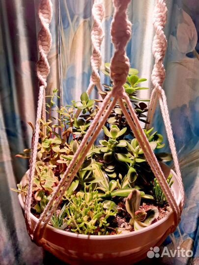 Кашпо с живыми растениями. Подарок на 8 марта