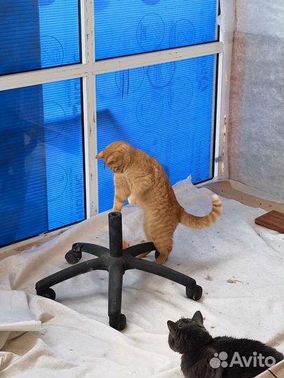 Рыжее солнышко