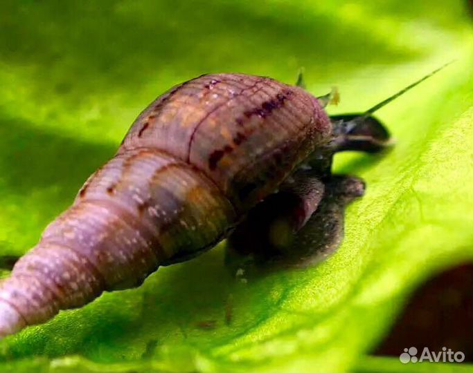 Улитки милании