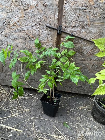 Саженцы кампсиса