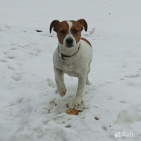 Щенки ирбит. Смесь лабрадора и овчарки щенки. Смесь немецкой овчарки и лабрадора. Авито такса в добрые руки. Щенки алабай питомник.