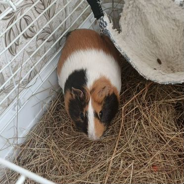 Морская свинка с клеткой