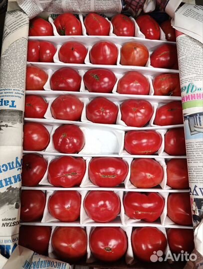 Помидоры оптом