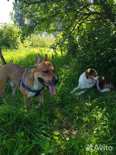 Передержка собак и дрессировка