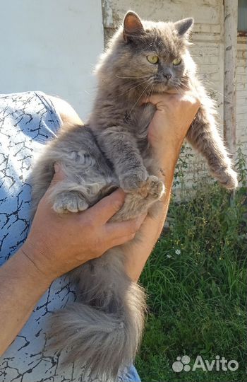 Кошечка в добрые руки