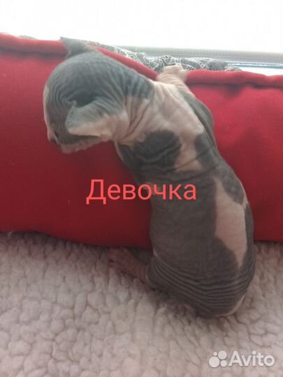 Канадский сфинкс котенок
