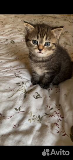 Котёнок в добрые руки (девочка)