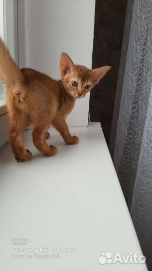 Абиссинские котята,кот,кошка