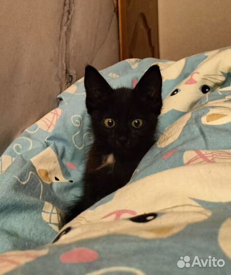 Кошка в дар бесплатно
