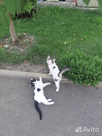 Котята в добрые руки бесплатно