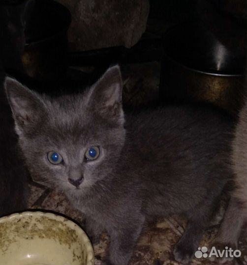 Котята в добрые руки бесплатно