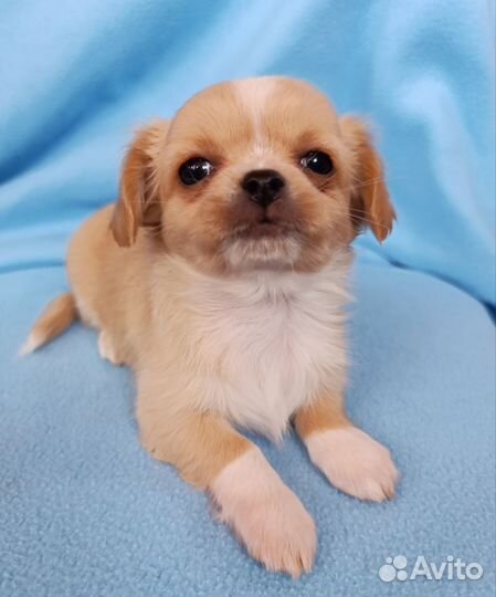 Рыжая красотка чихуахуа