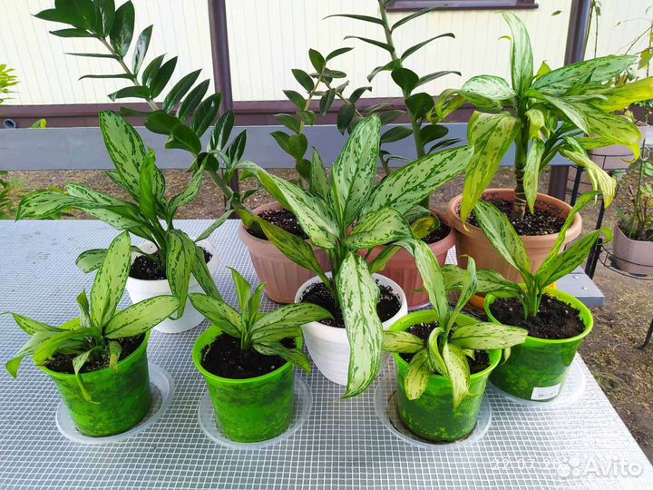 Диффенбахия, замиолкулькас