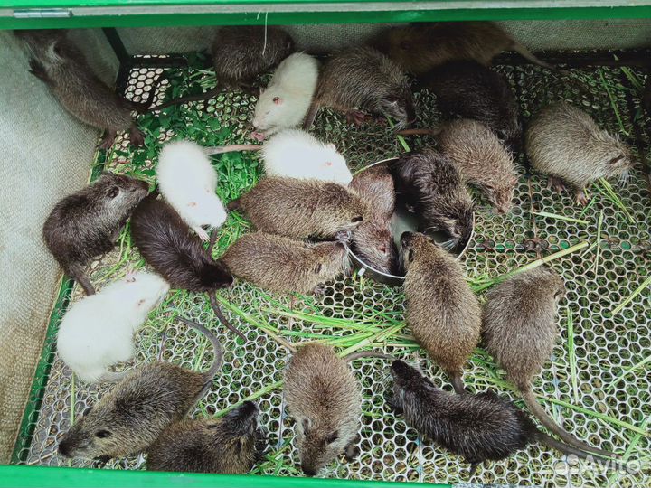 Клетка для кроликов, нутрий, птицы