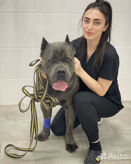 Консультация ветеринарного врача