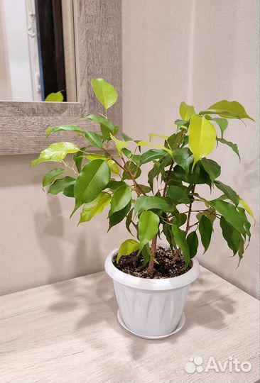 Комнатное растение Фикус Бенджамина Неон