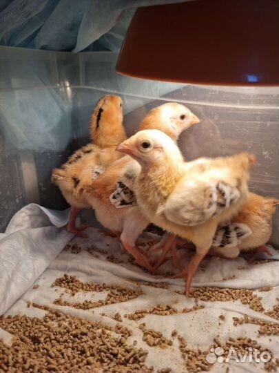 Куры корниш