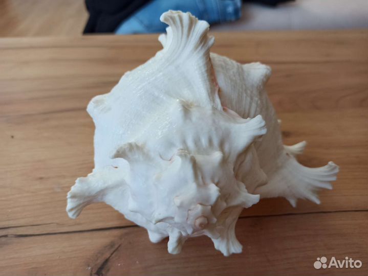 Морская раковина