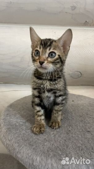 Бенгальские котята