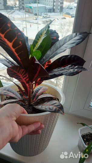 Кротон Норма