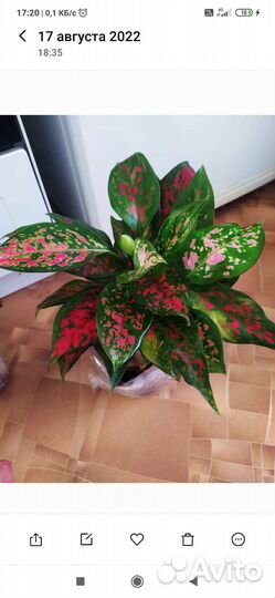 Красивые живые цветы комнатн., оформлю для подарка